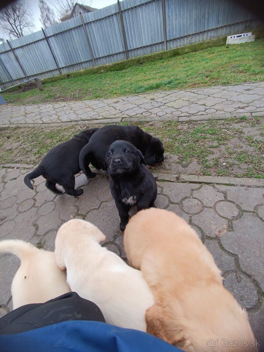 Predám šteniatka Labradora - 6