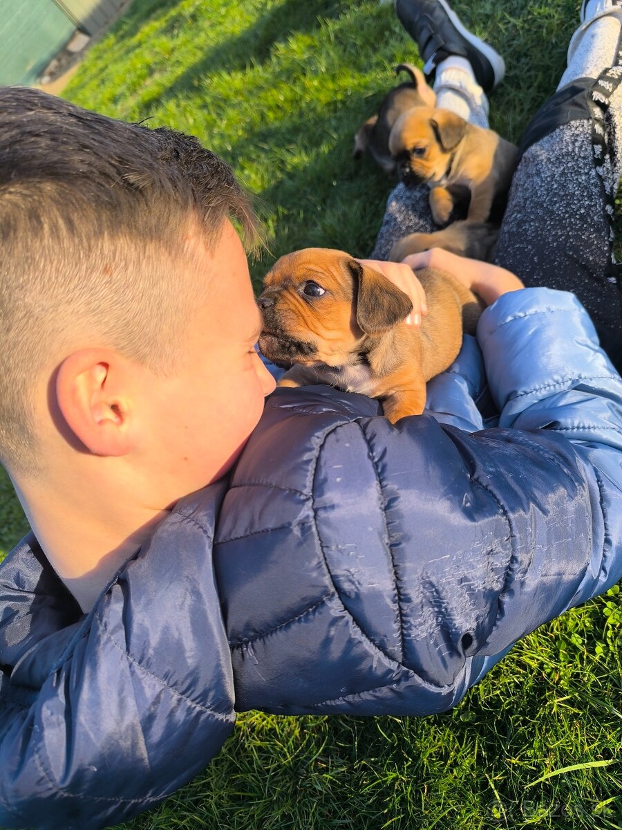 Šteniatka cavalier - 6