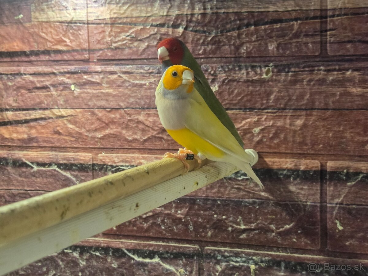 Amadina Gouldova - drobotina - 6