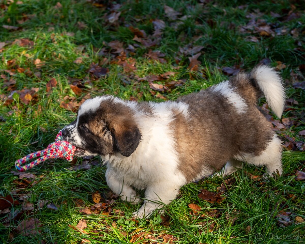 Moskovský strážny pes PP FCI - 6