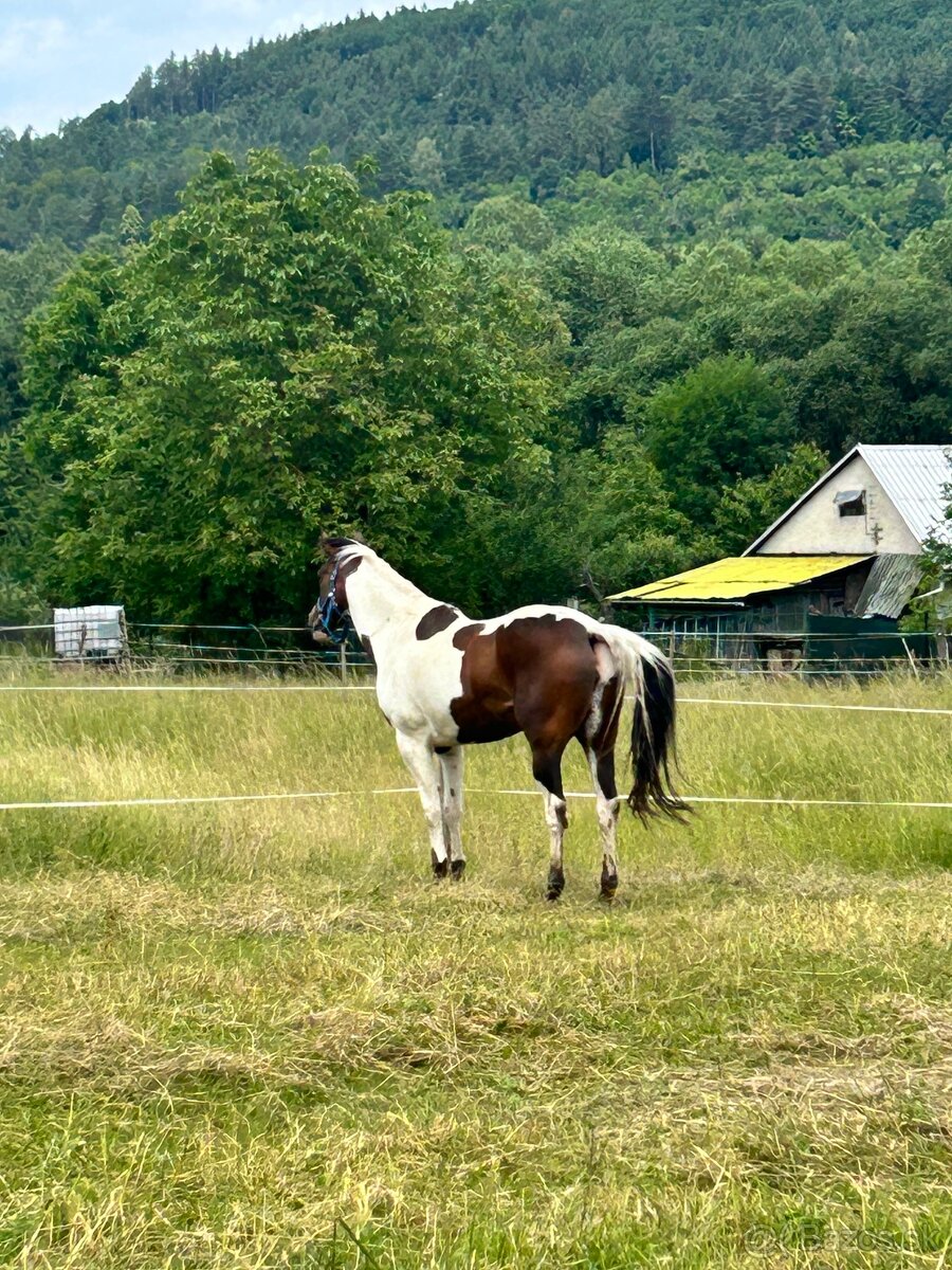 Predam kobylu 7 rokov - 6
