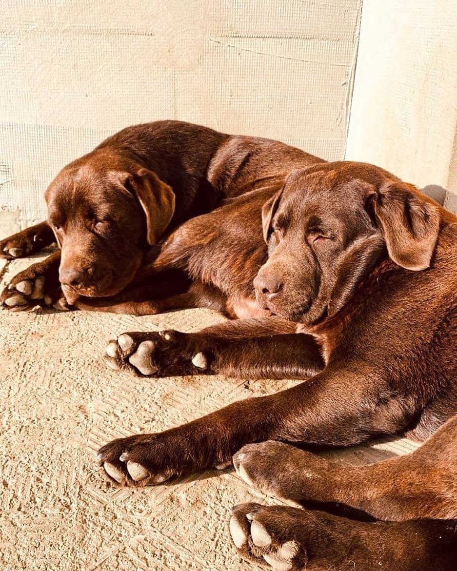 Labrador na krytie - 6