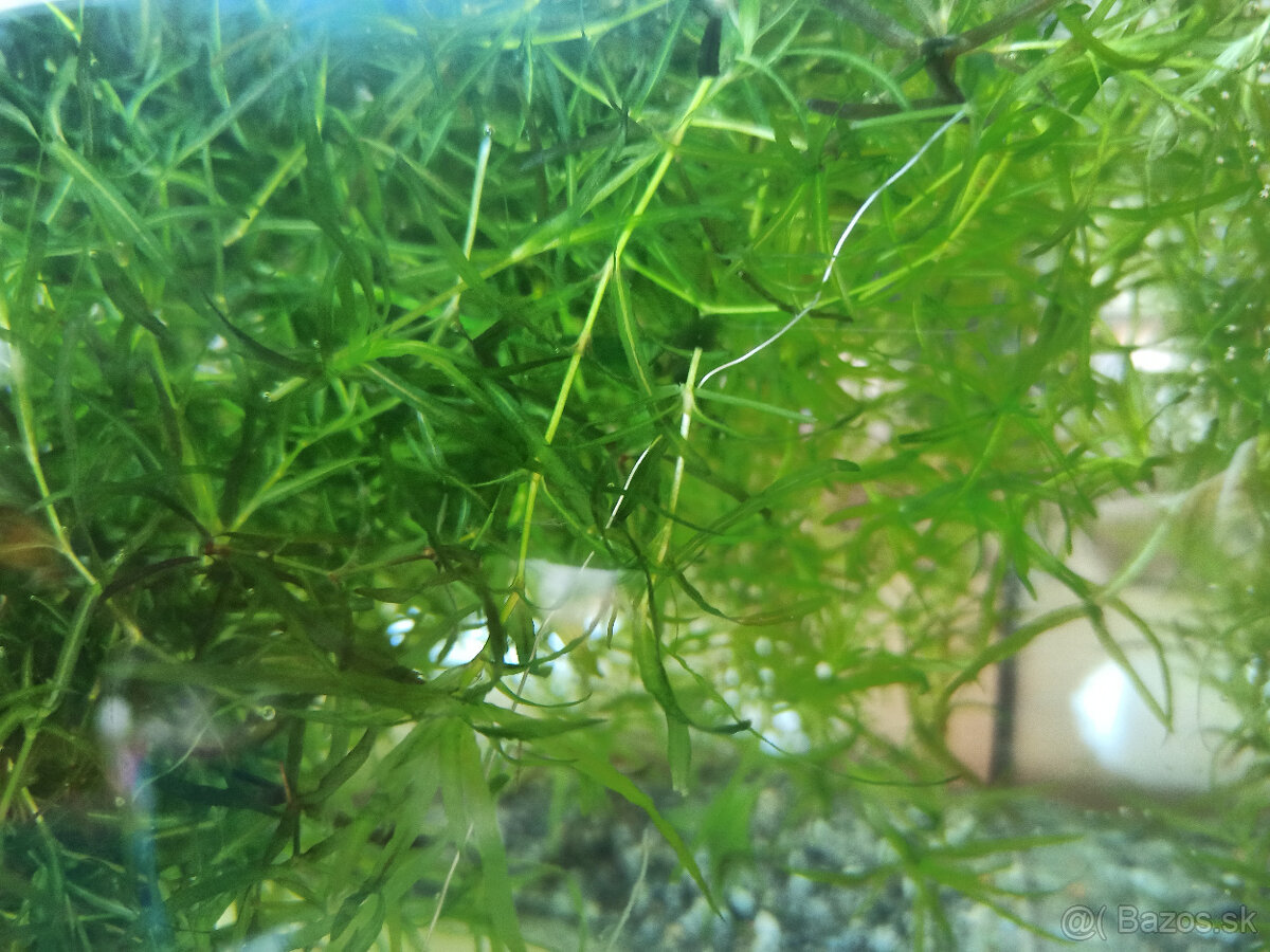 Plávajúce rastliny - 6