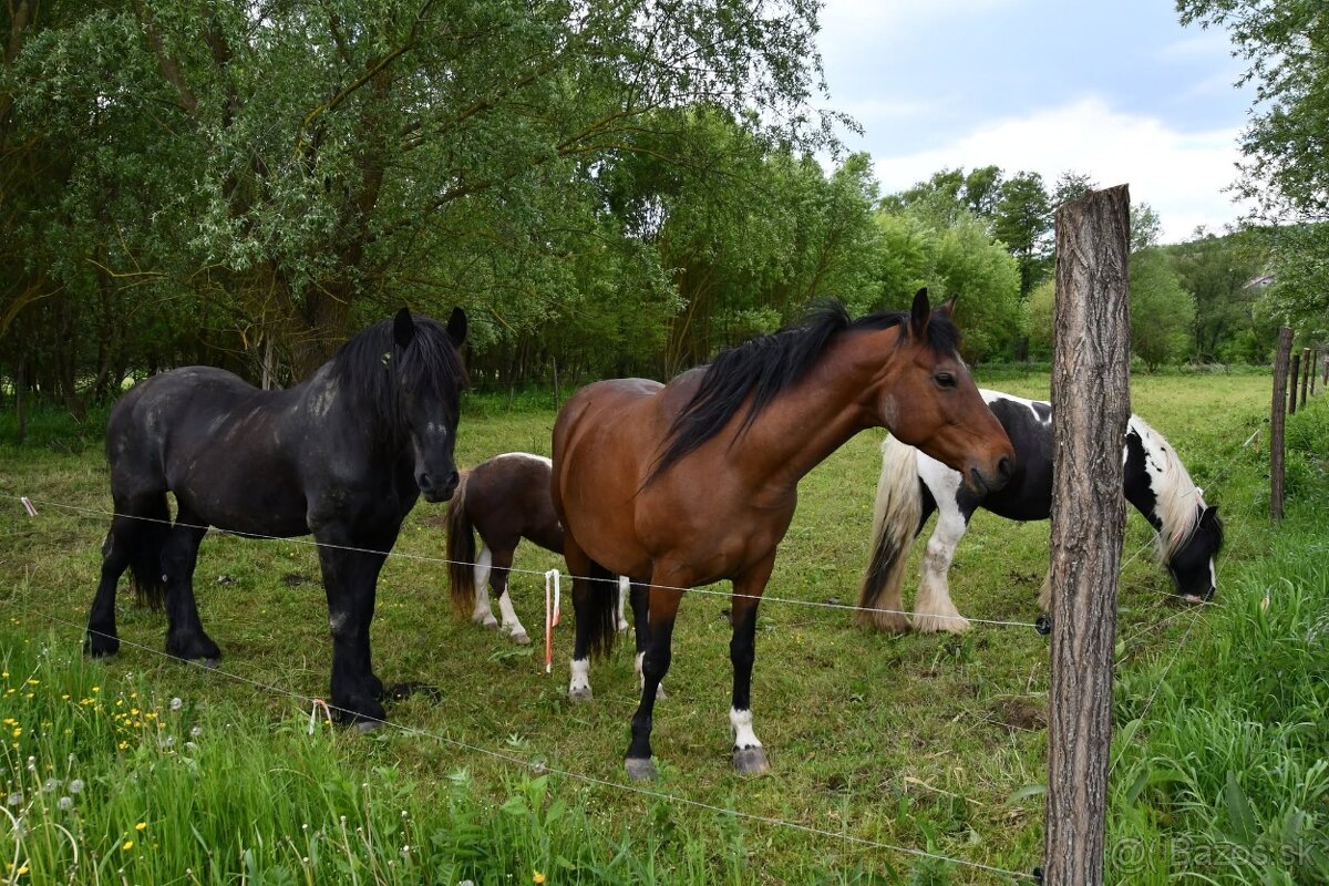 USTAJNENIE / JAZDENIE - 6