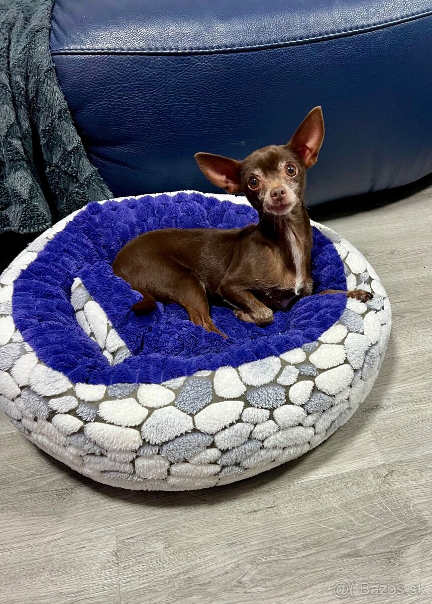 Darujem čivavku Fenku čokoladová - 6