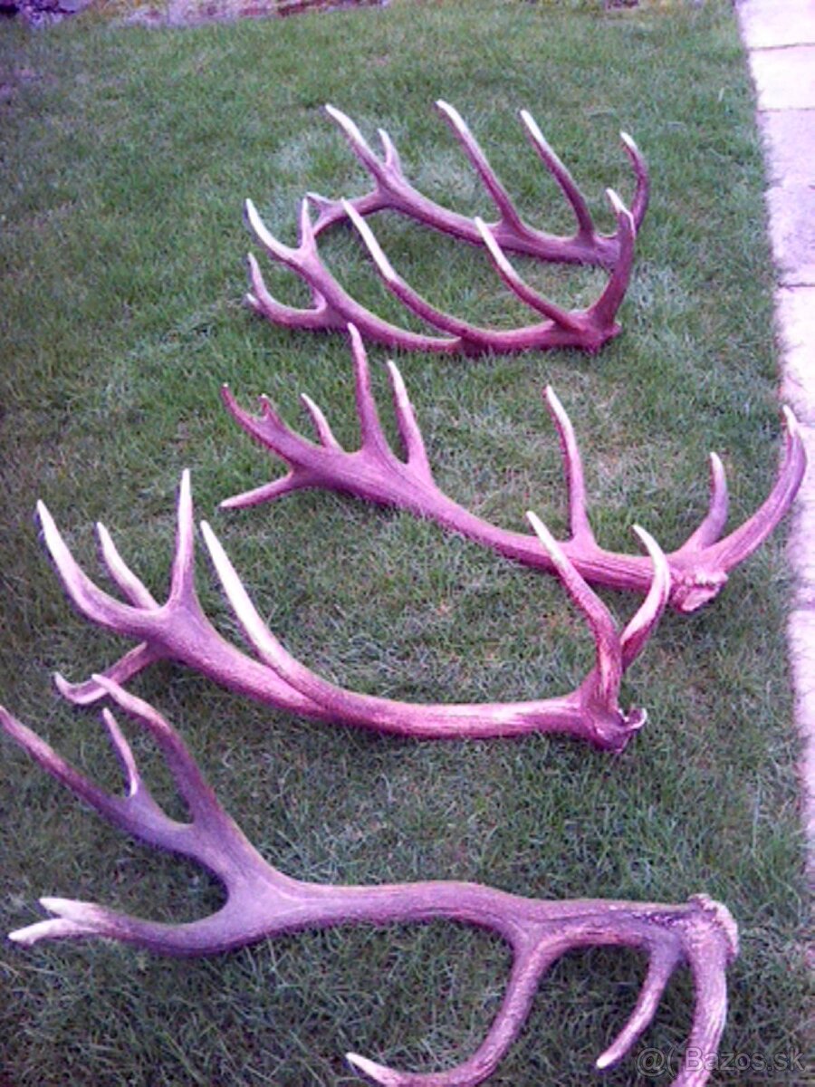 Jelenie zhody predaj - 6