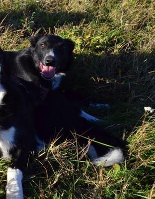 Krátkosrstá border kólia s PP - 6