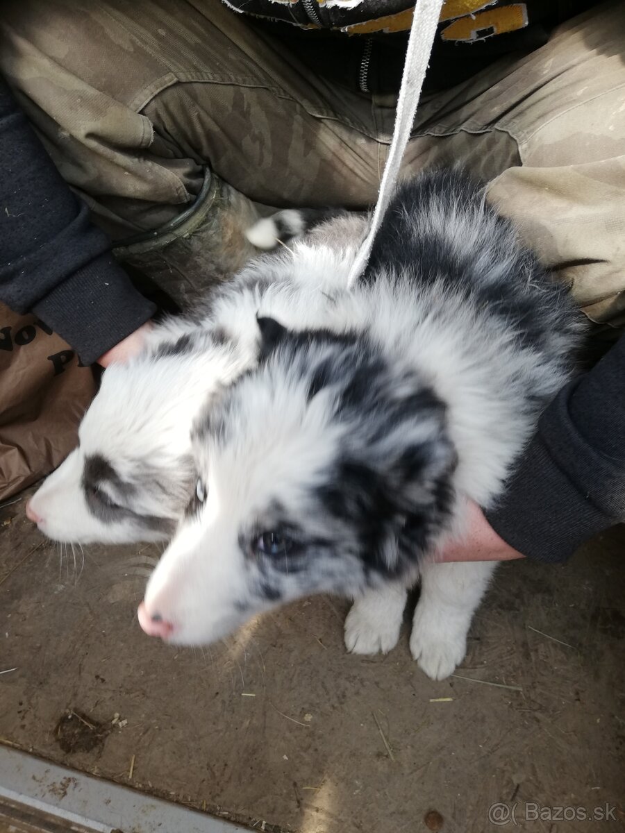 Borderkolia psíkovia - 6