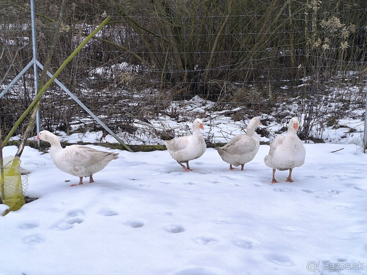 Slovenské husy - 6