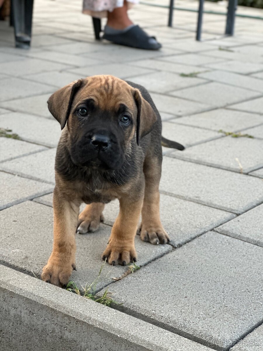 Cane corso Šteniatka - 6