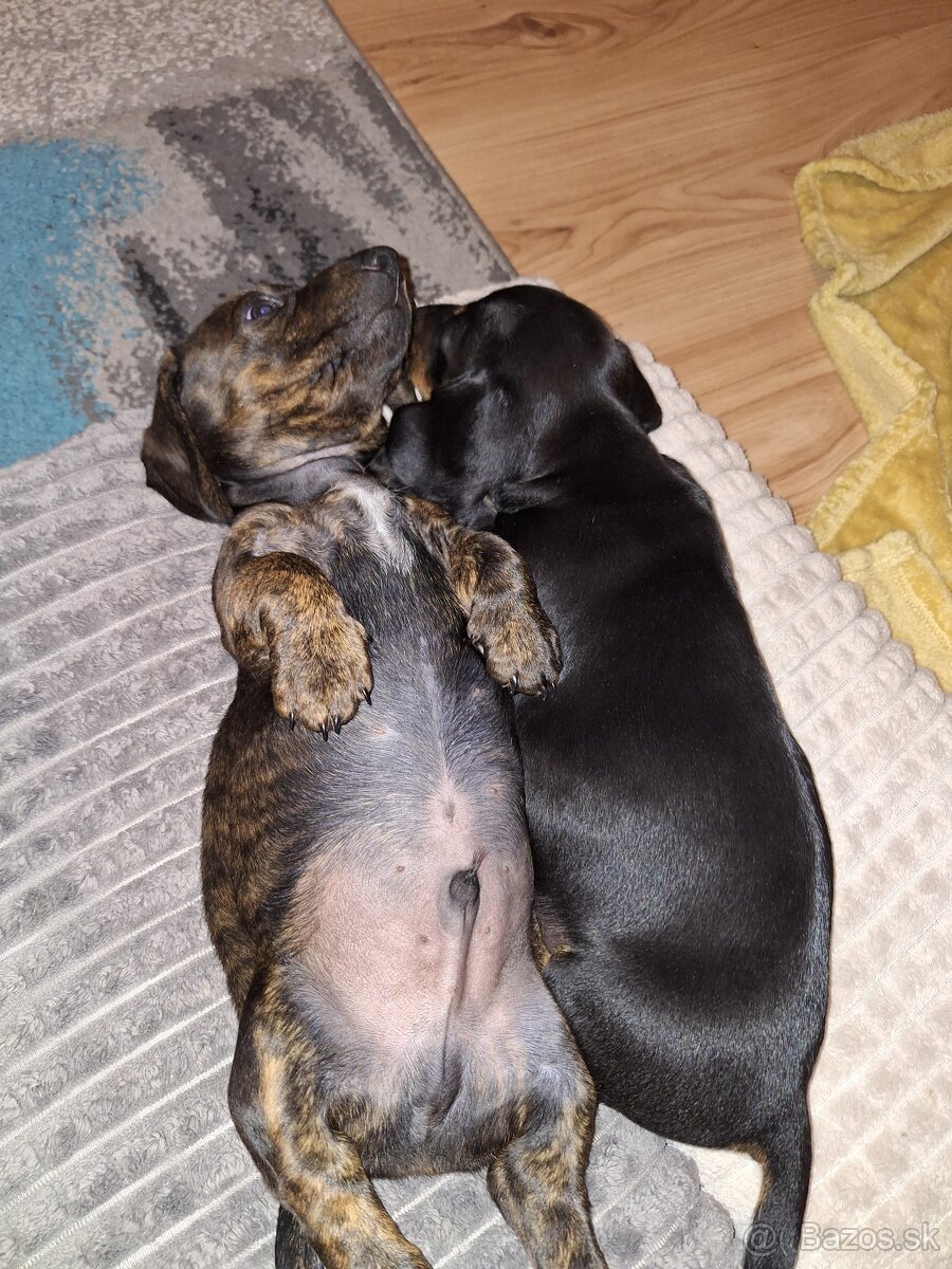 Krátkosrstý jazvecík - 6