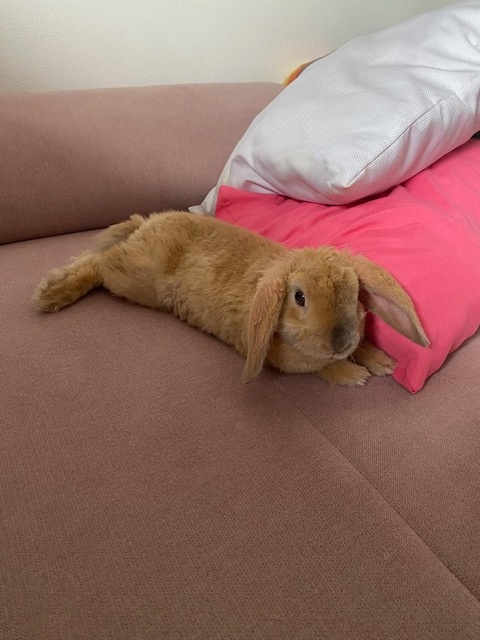 Zakrslý baranček Bob - 6