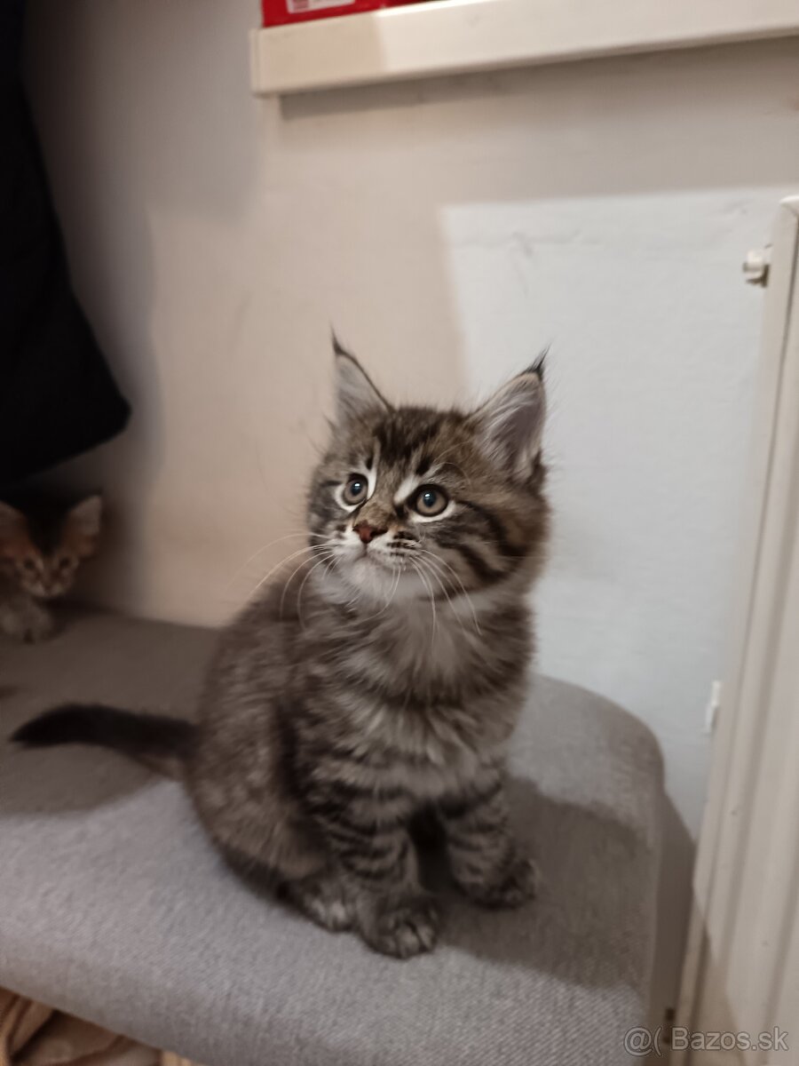 Mainska myvalia mačka - 6