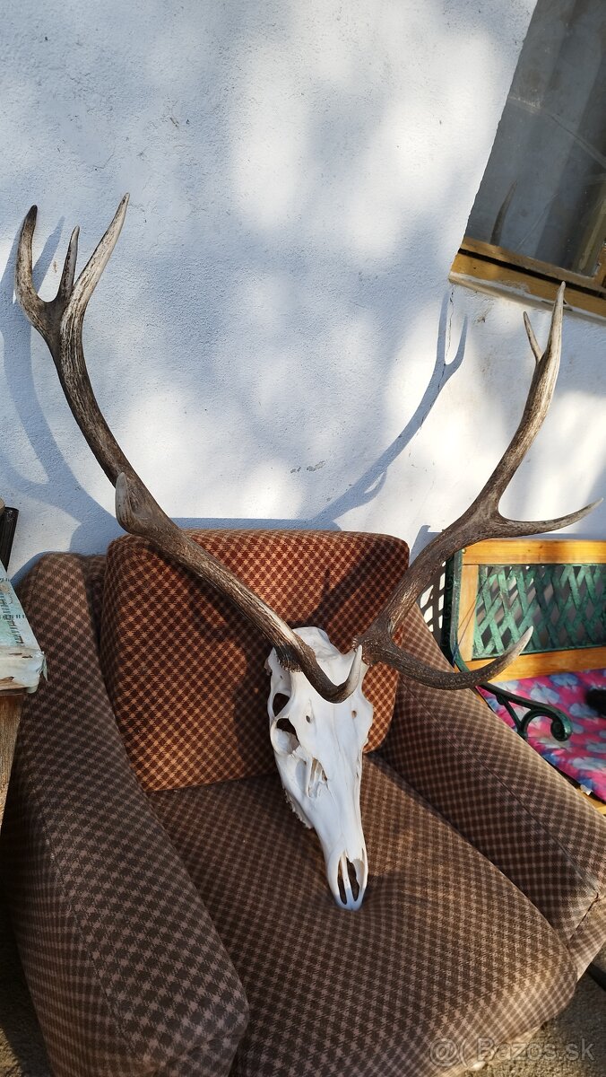Predám trofej jeleňa.parozie, zhody, trofeje. - 6