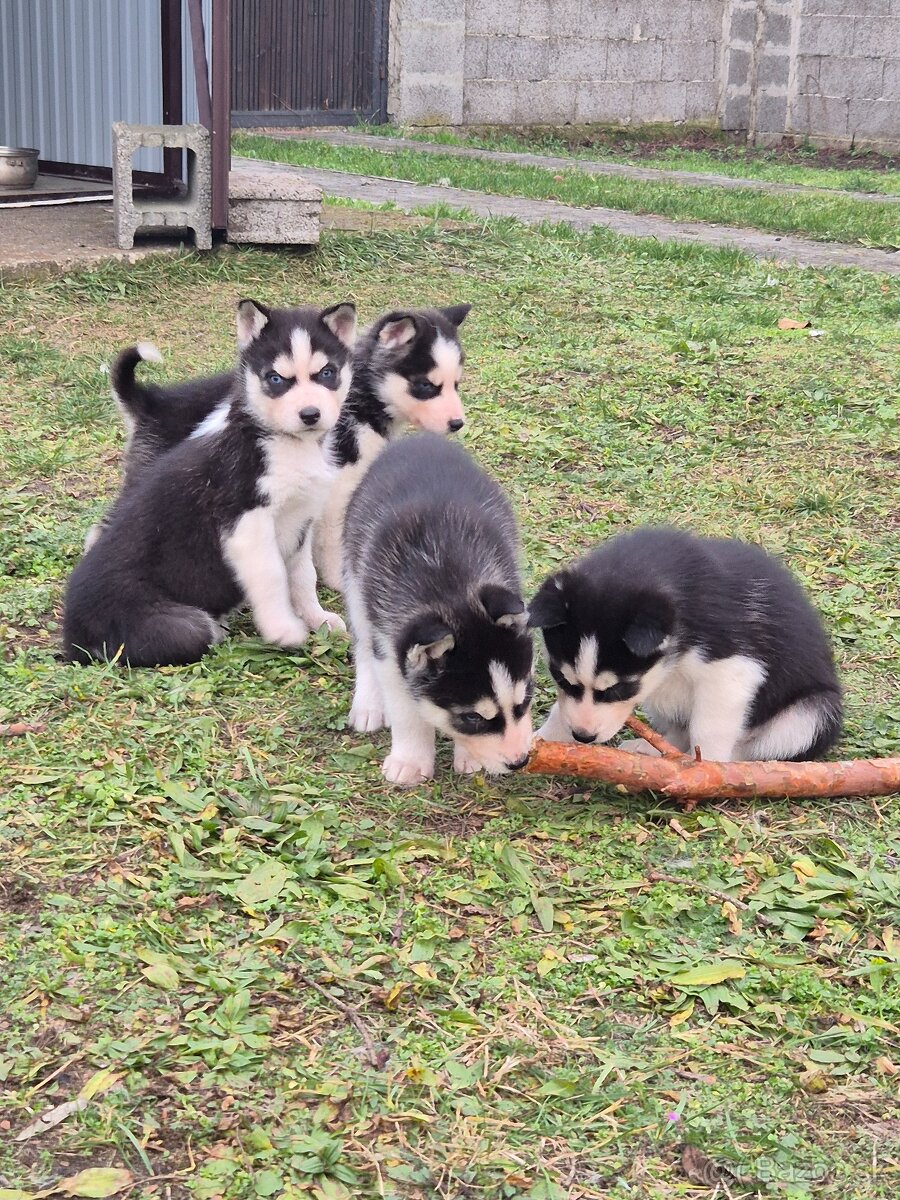 Sibírsky husky – šteniatka na predaj - 6