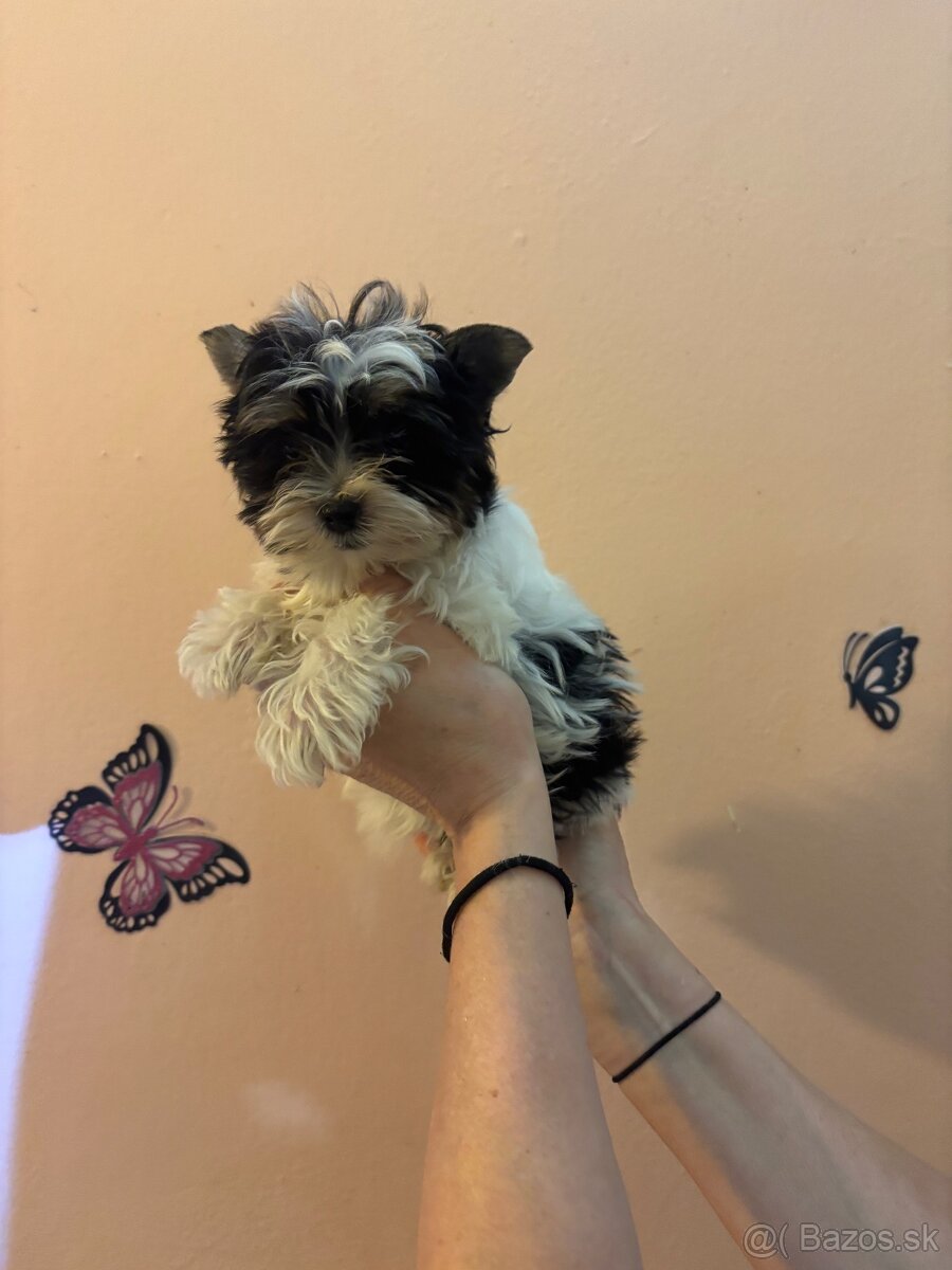 Yorkshirsky terier, yorkshirsky terier mini, biewer - 6