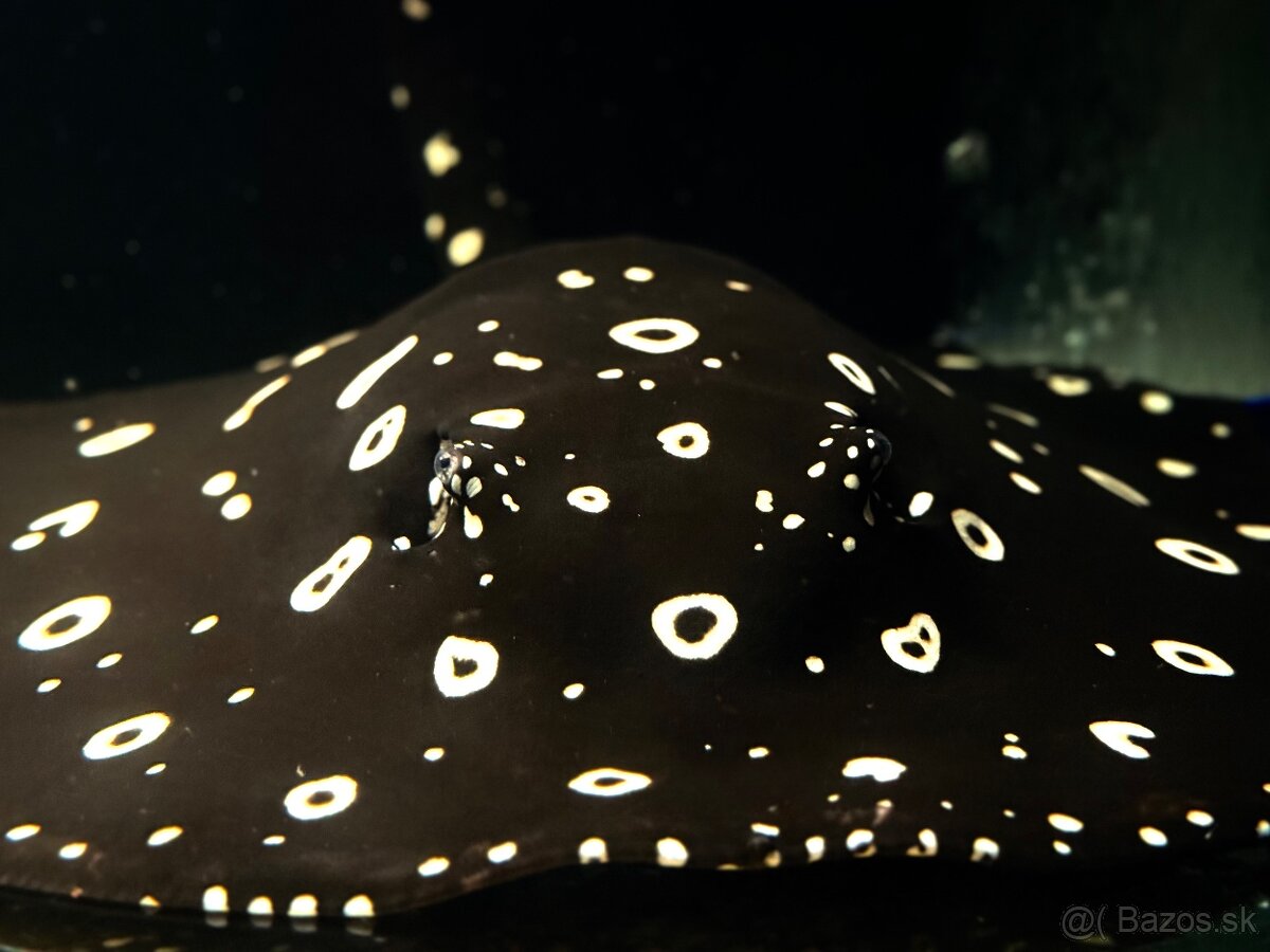 Predám akvárium komplet - 6