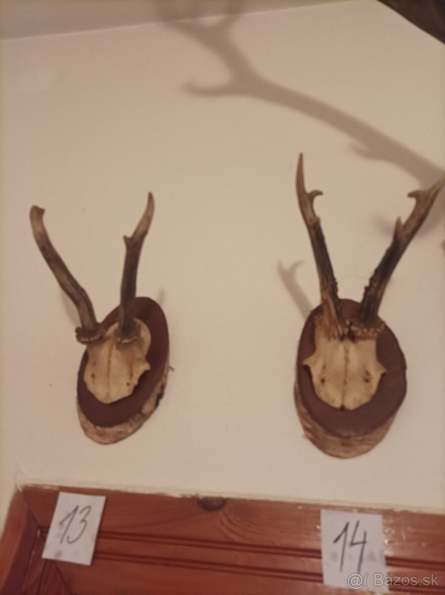 Srnčie parožky - 6