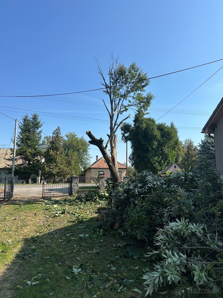 Výrub a orez stromov/Arboristika - 6