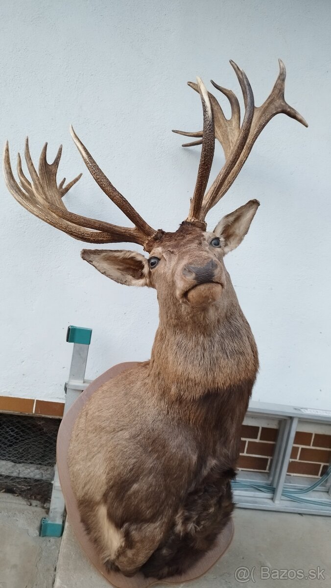 Predám trofej kapitálneho zlatého jeleňa, parožie, zhody, tr - 6