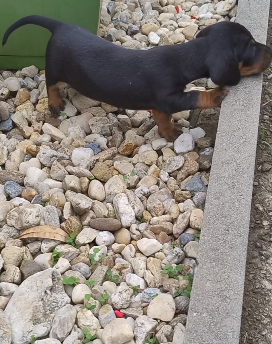 Šteniatko jazvečíka - 6