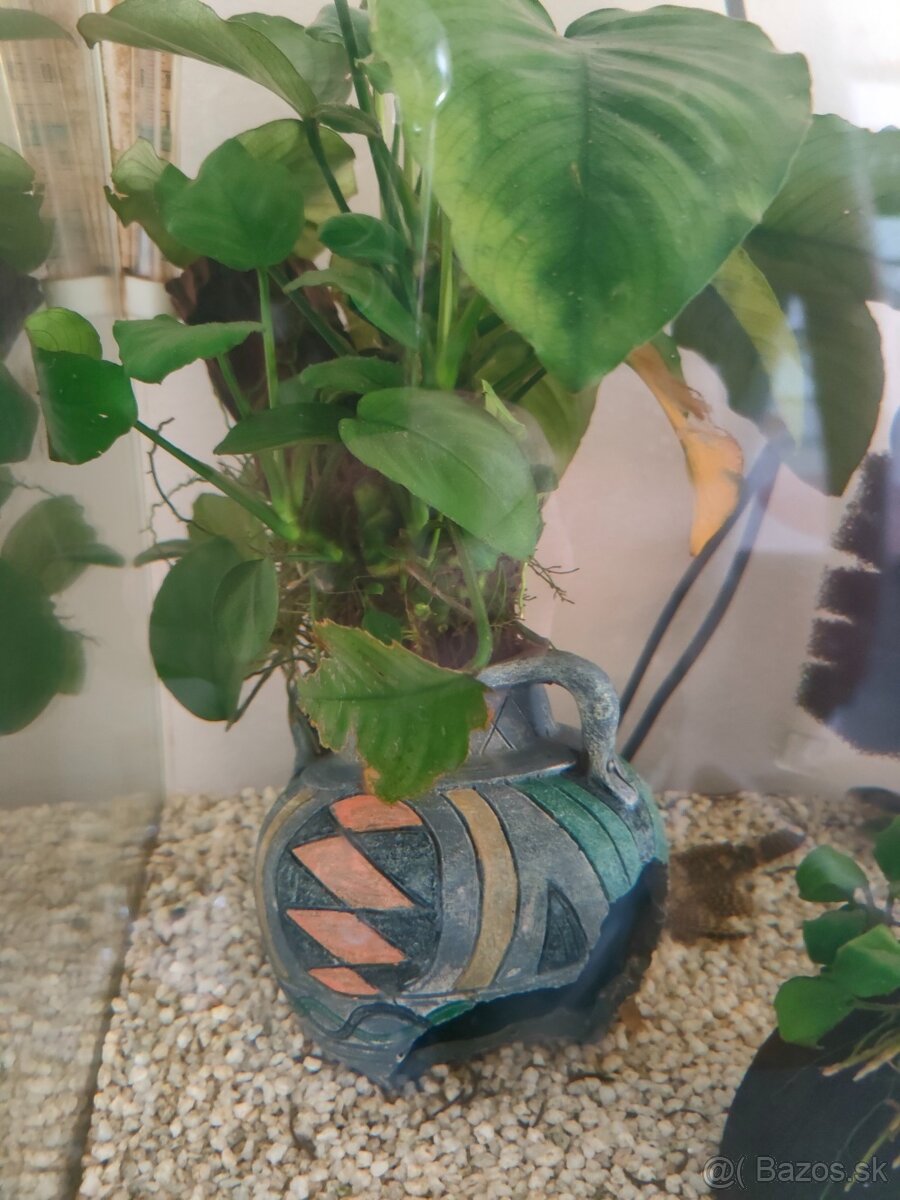 Akvárium - komplet aj s rybkami - 6