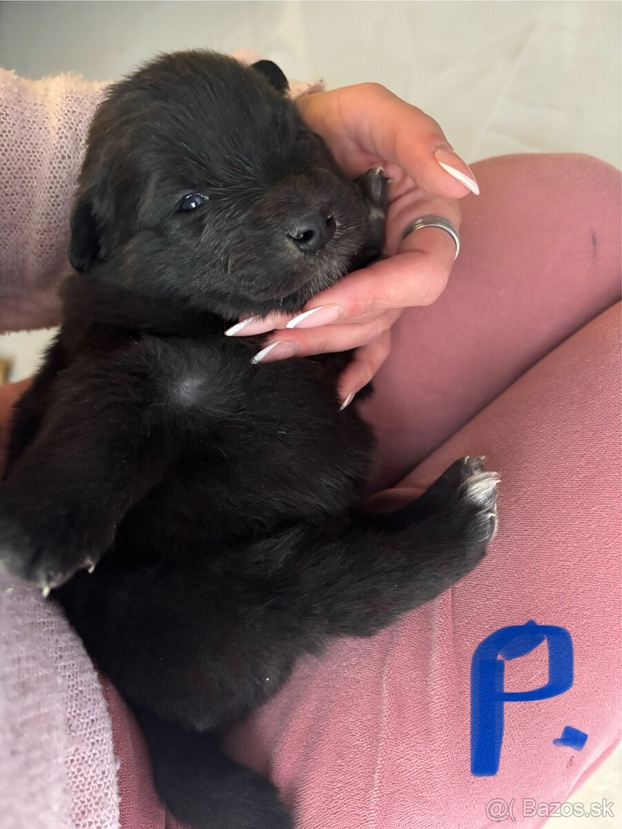 Šteniatka hľadaju domov - 6