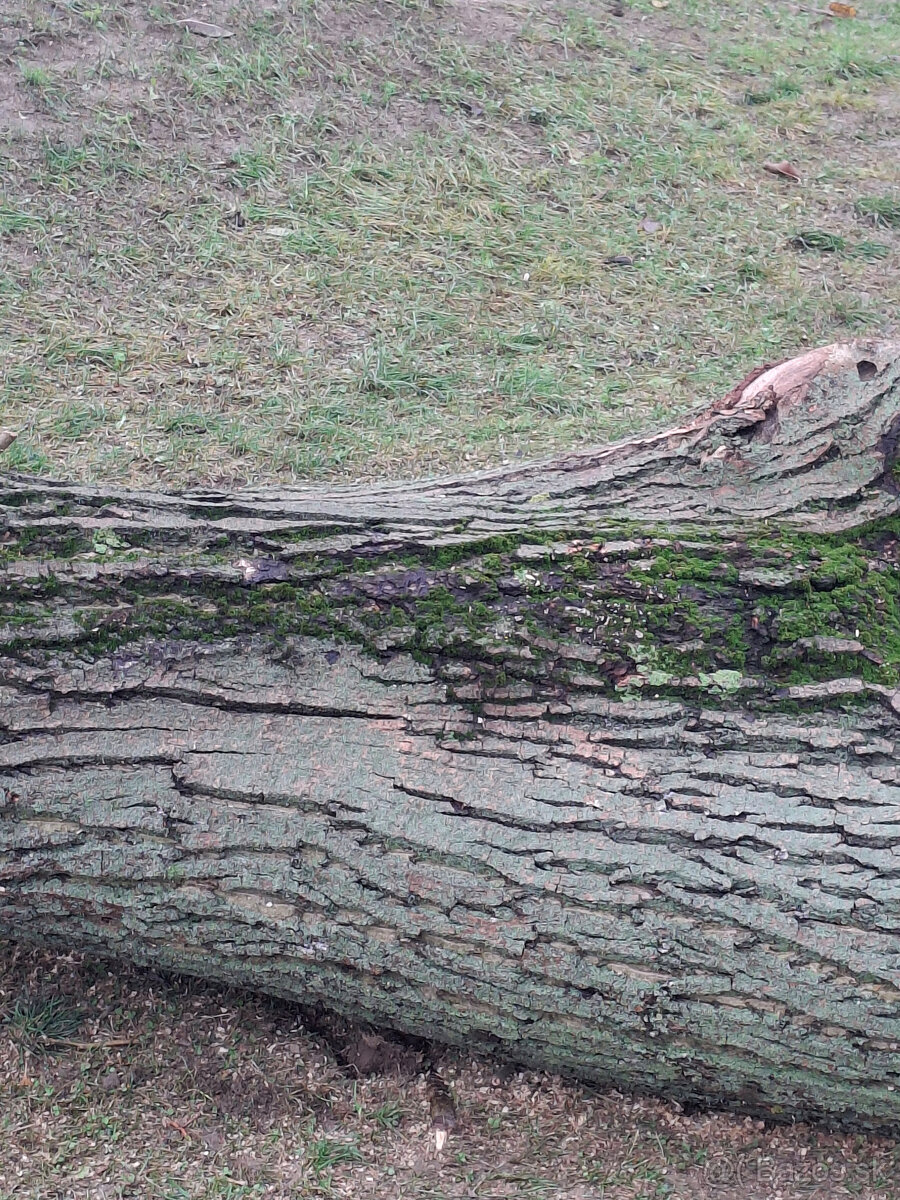 Orech kmeň guľatina priemer70cm - 30/35cm dlzka 7.8m + klaty - 6