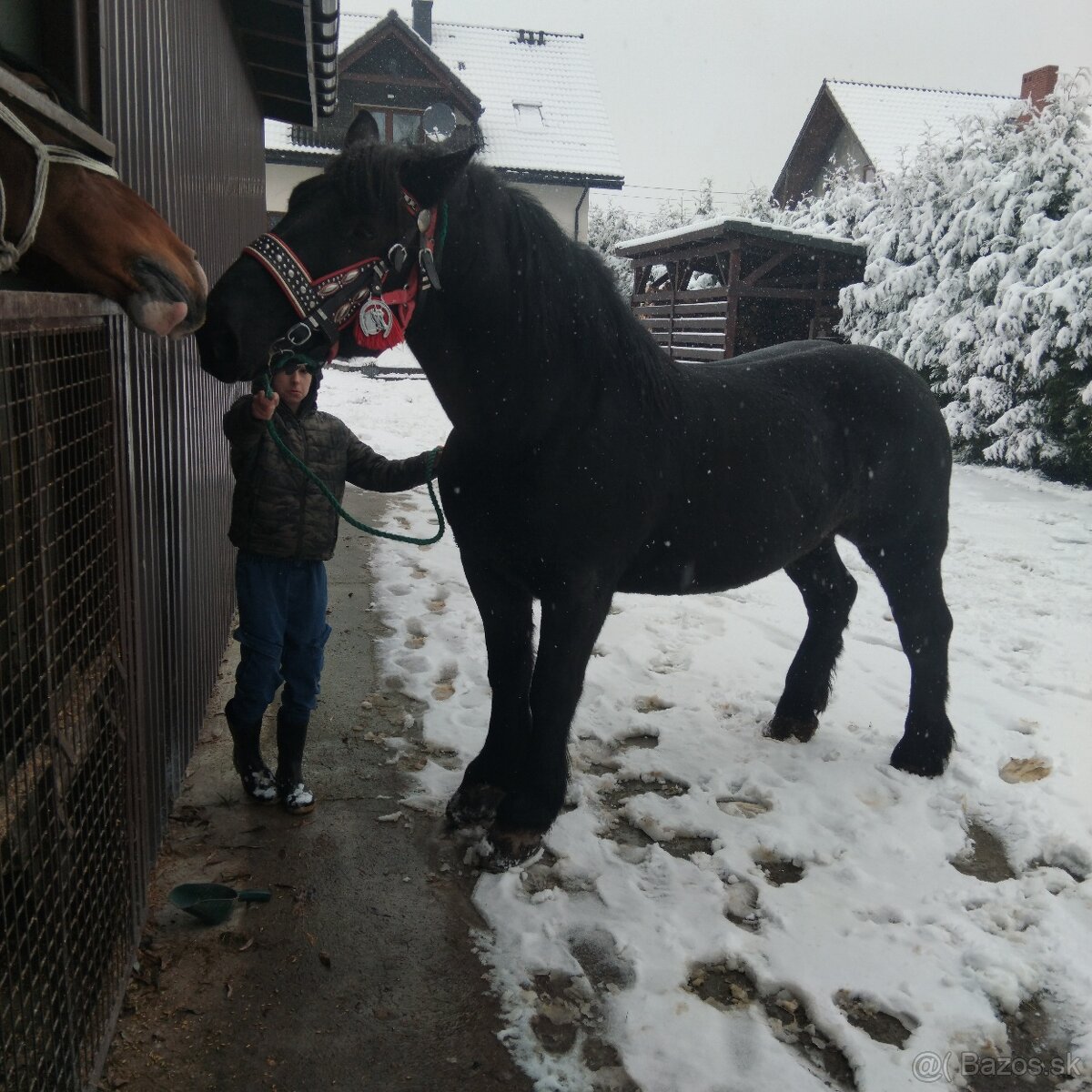 Sprzedam walacha karego - 6