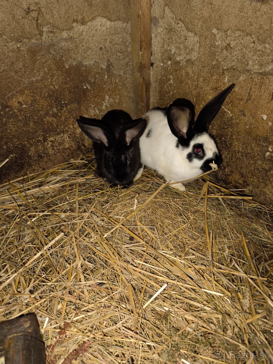 Nemecký obrovity strakač - 6