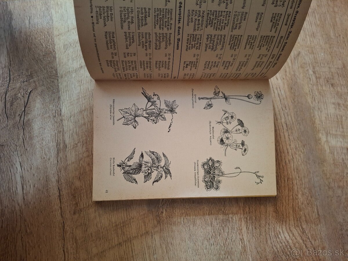 Was blüht denn da - 6