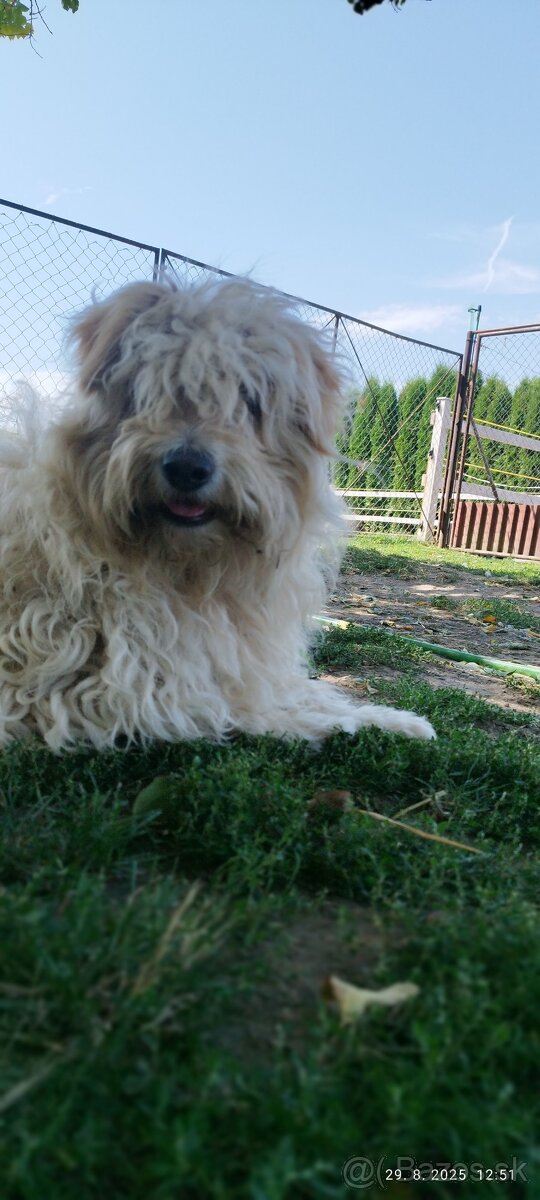 Slovenský hajčiarik šteňiatka - 6