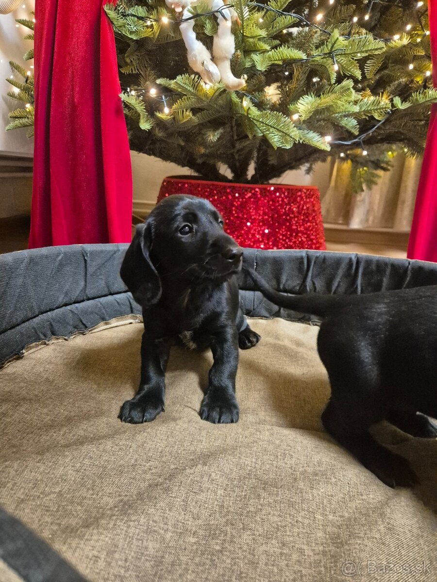 Darujeme šteniatka - 6