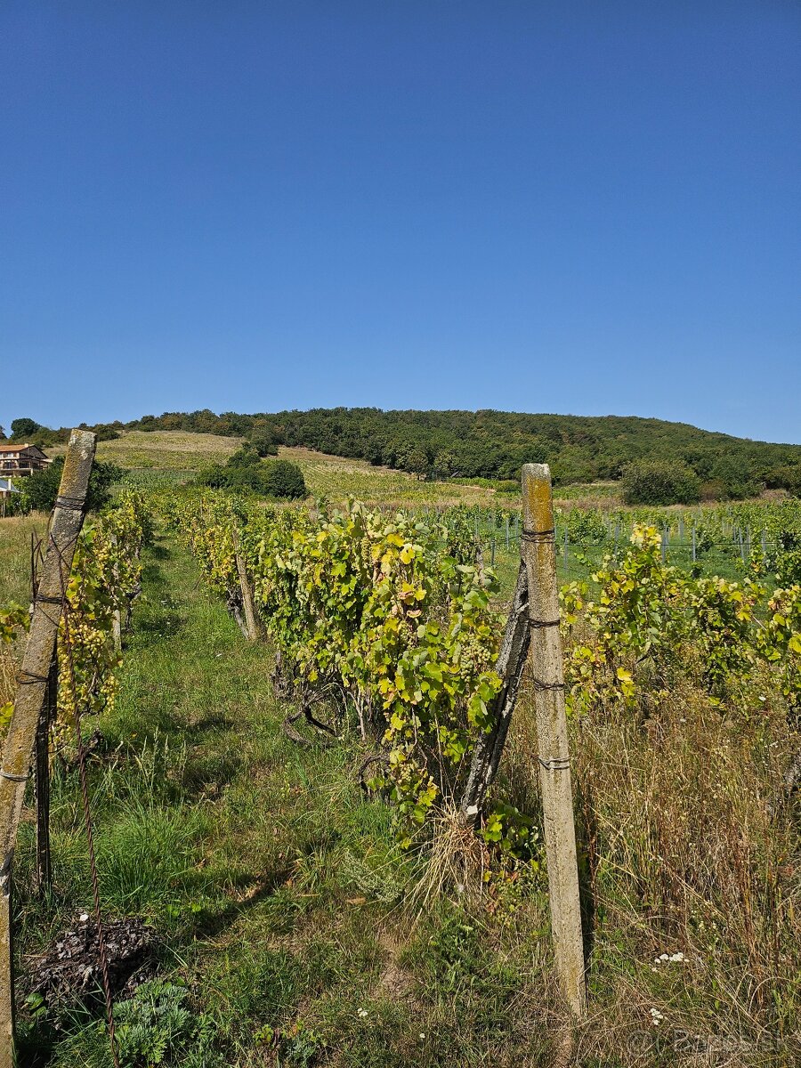 Dve vinice v srdci Tokajskej oblasti – obec Viničky - 6