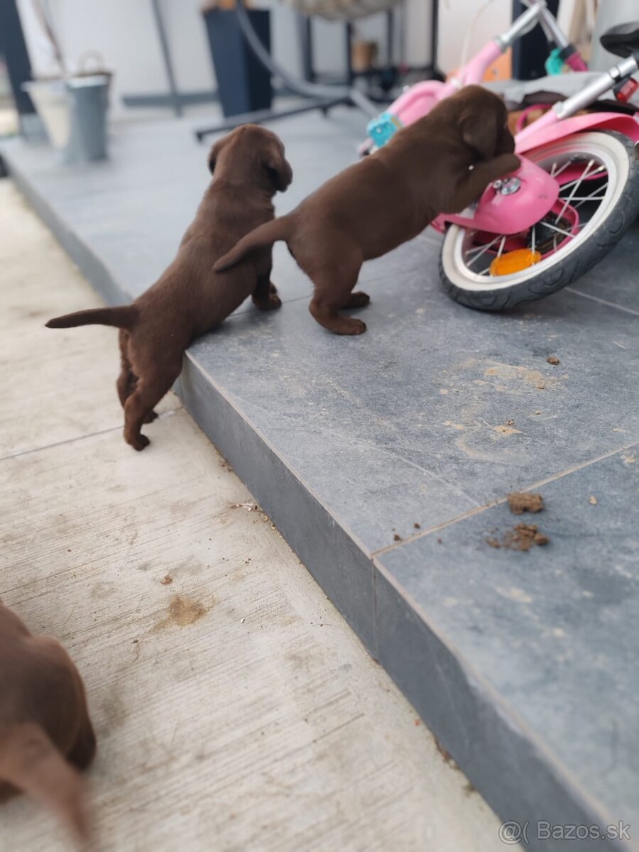 Labrador čokoládový - 6