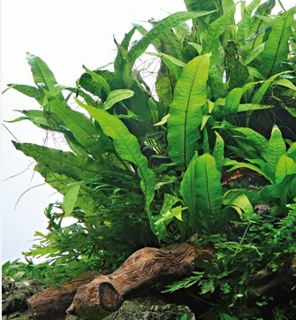 Živé krmivo pre ryby a krevety, machy - 6