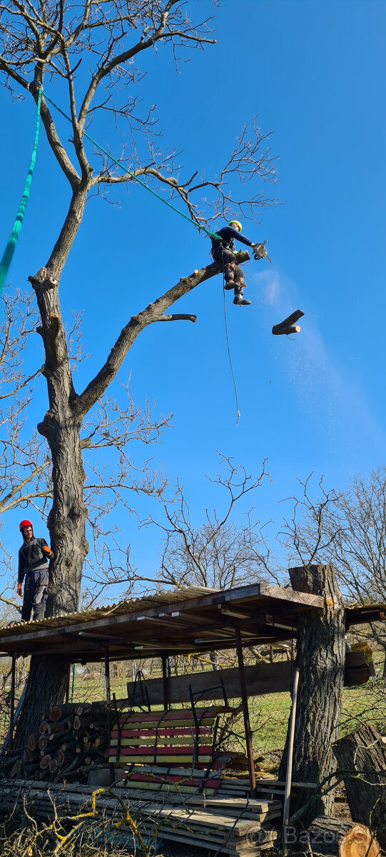 Výrub stromov - Orez - 6