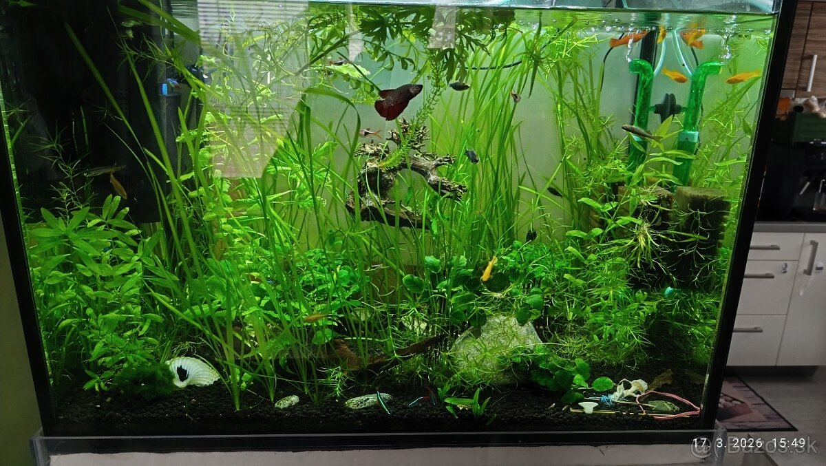 Rastliny do akvária - 6