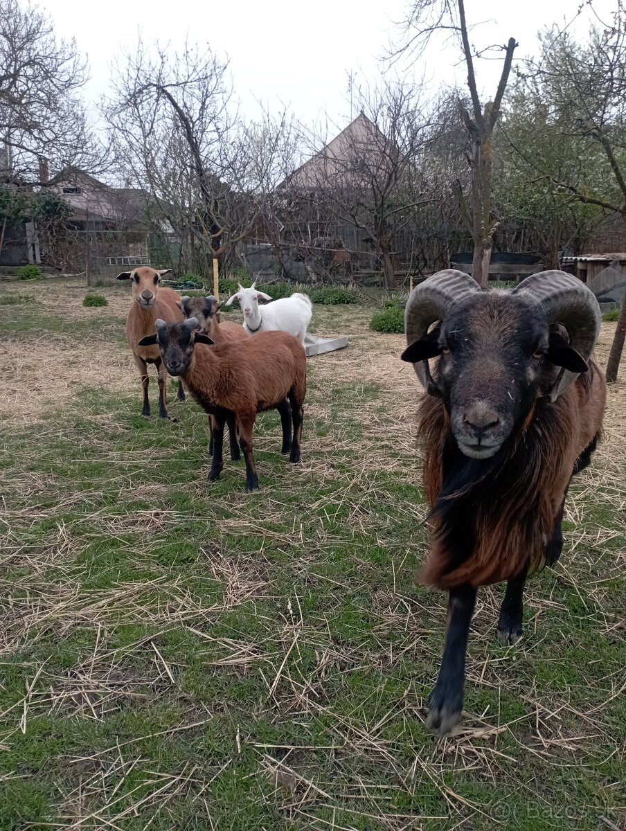 Kamerunské ovce - 6