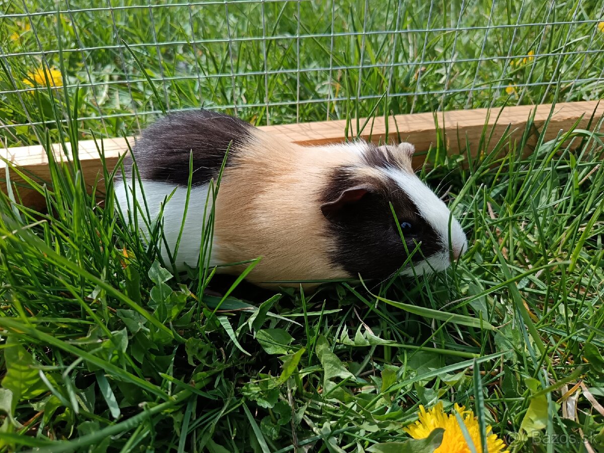 Predám morčatá - 6