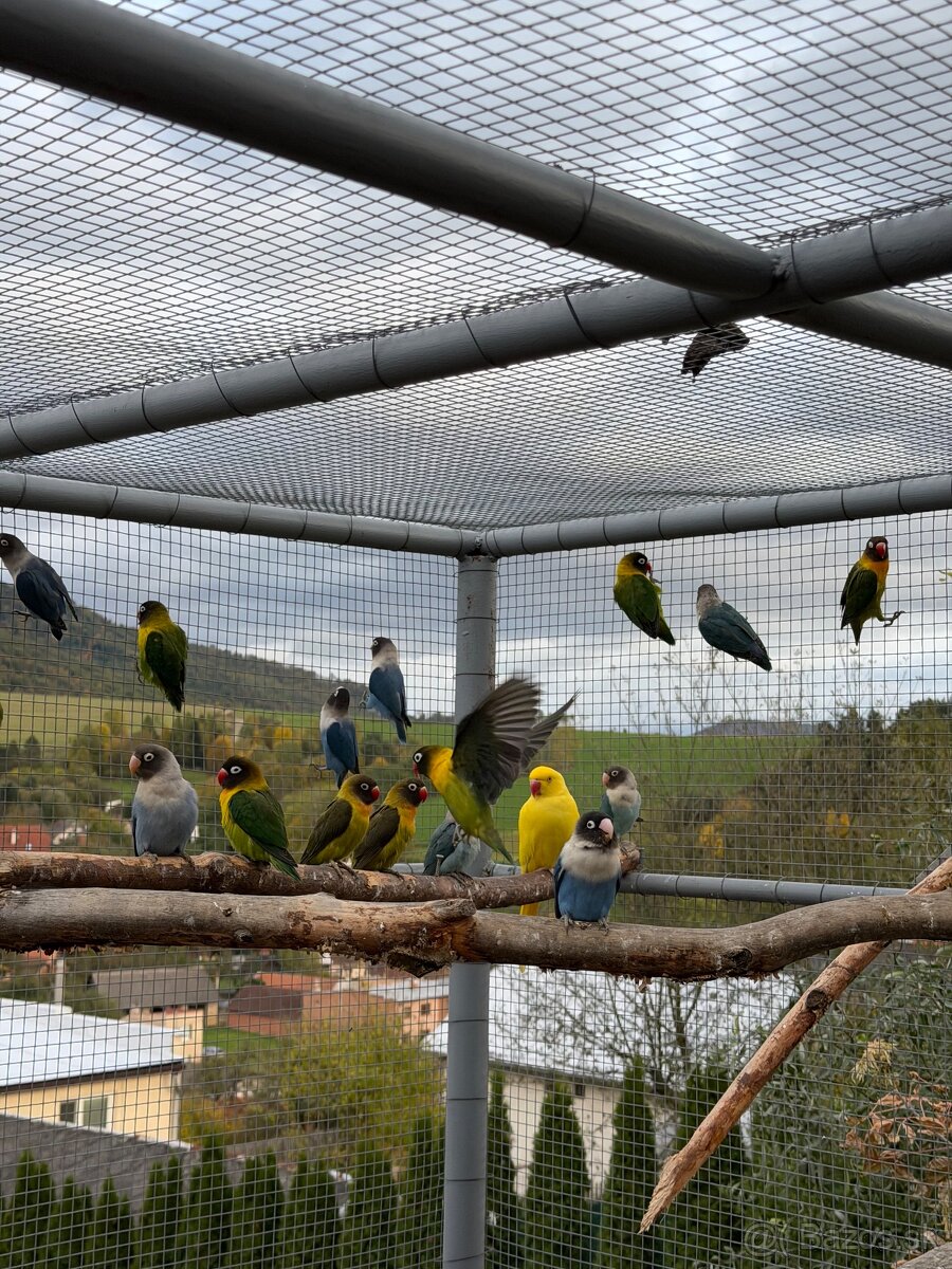 Agapornis škraboškový - 6