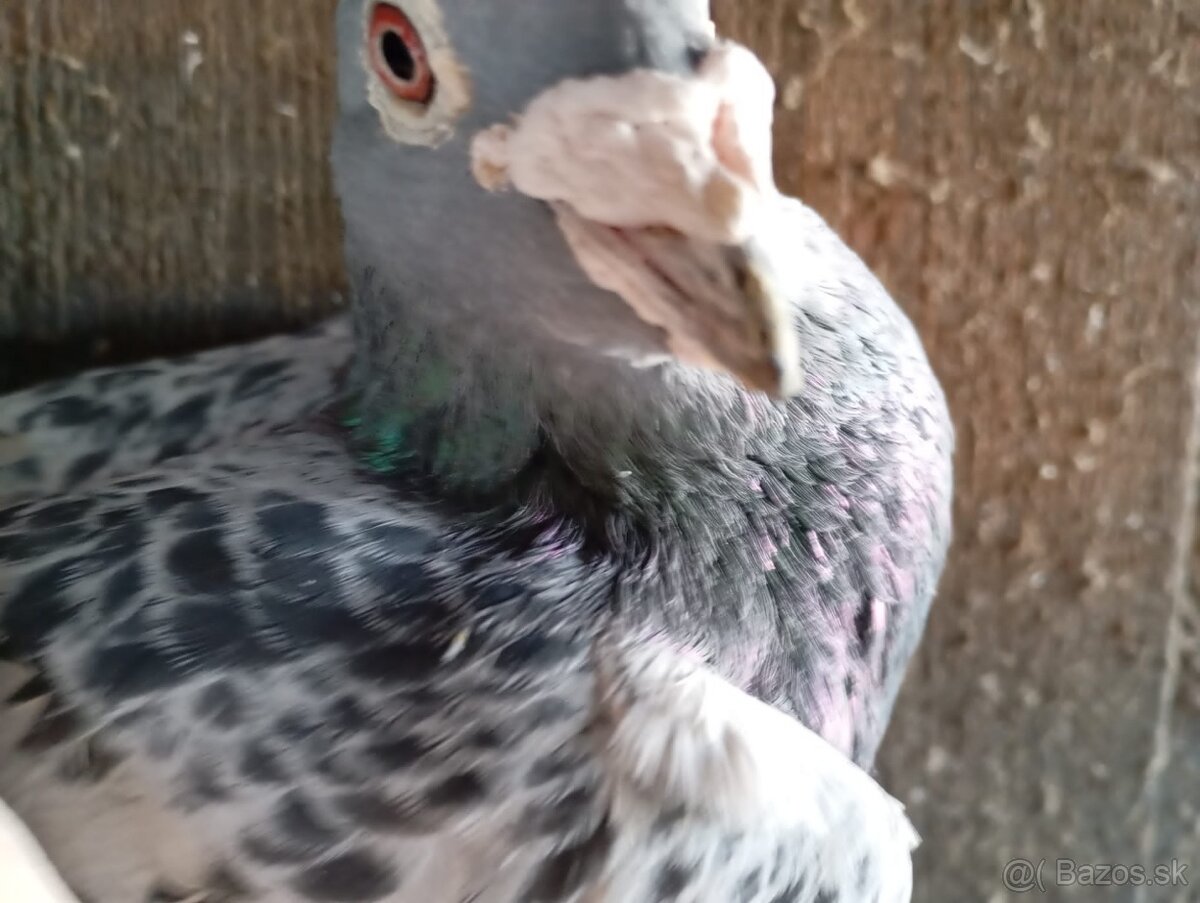 Predám poštové holuby - 6