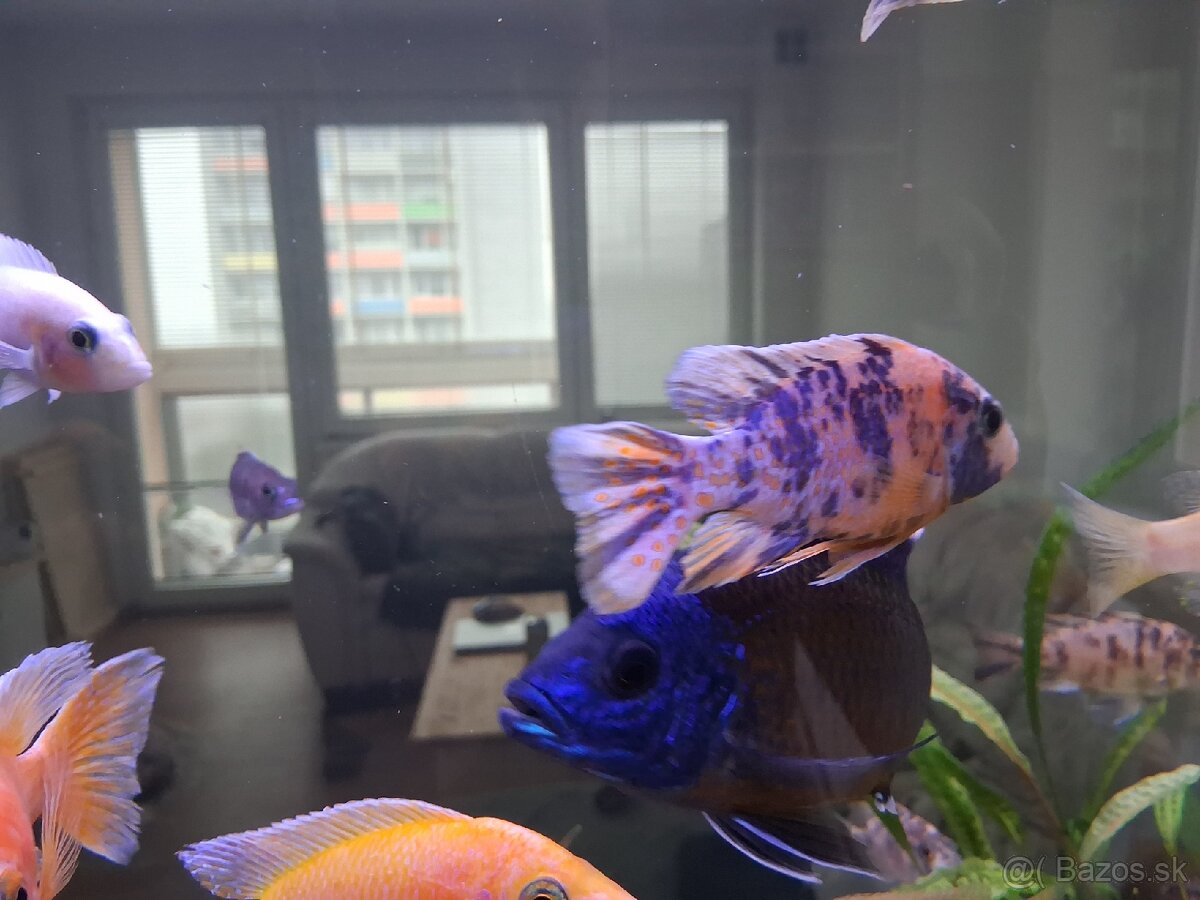 Ryby africke cichlidy - 6