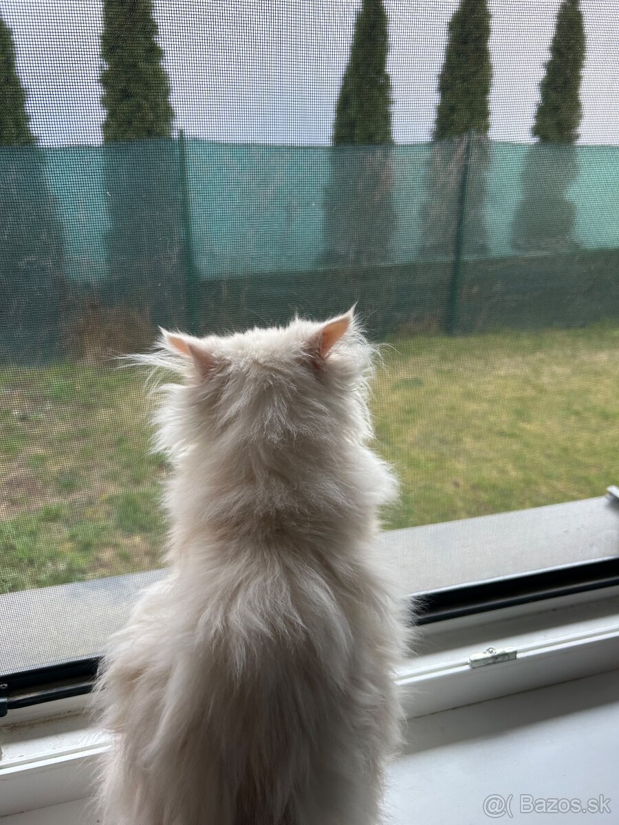 Perzské mačiatko - perzský kocúrik - 6