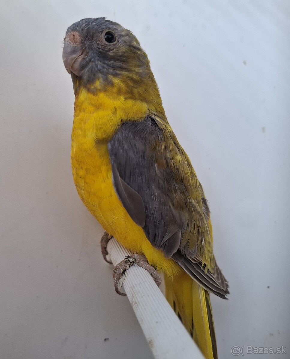 Neoféma tyrkysová žltobruchá - 6