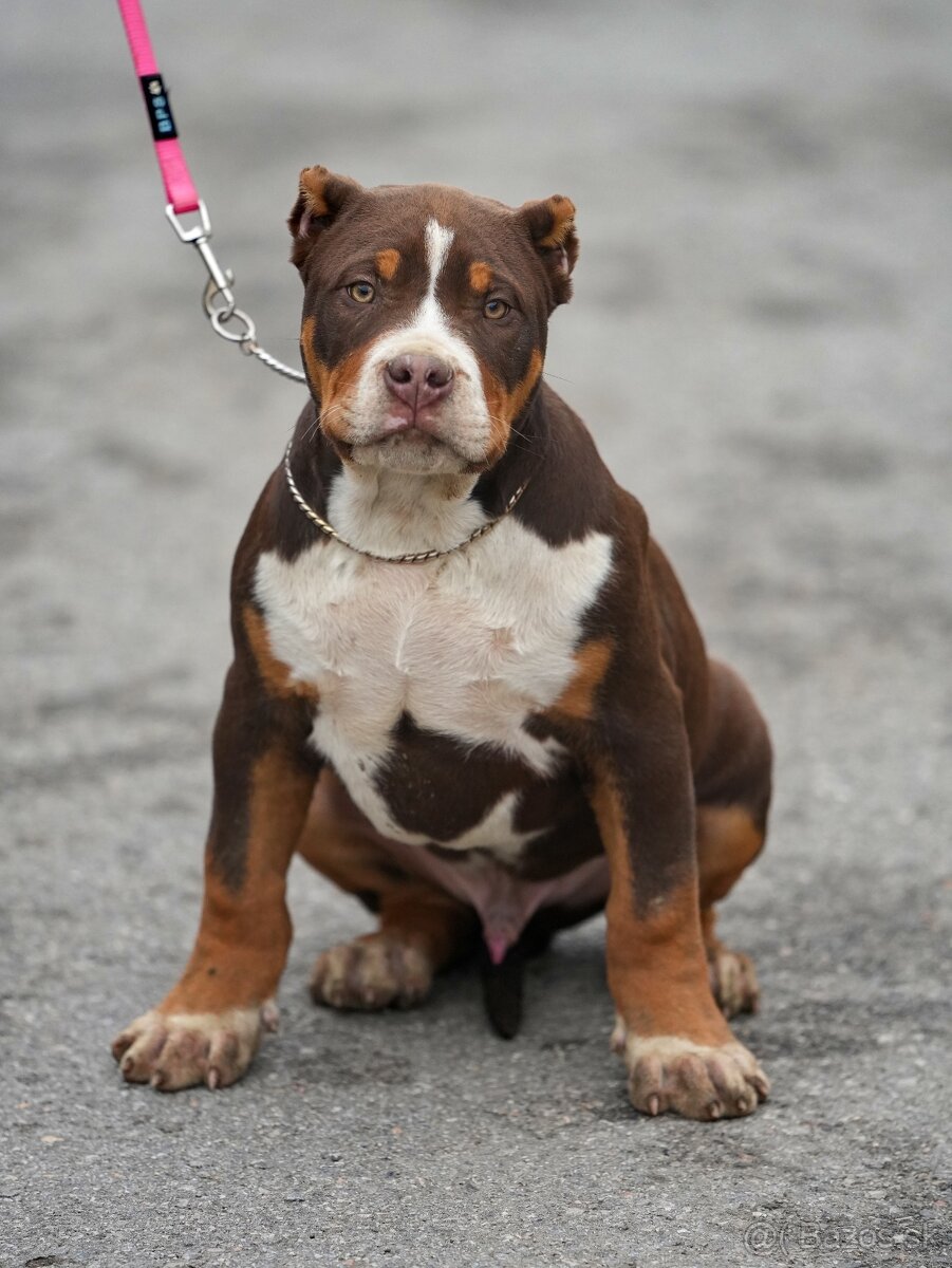 American Bully XL/XXL - 6