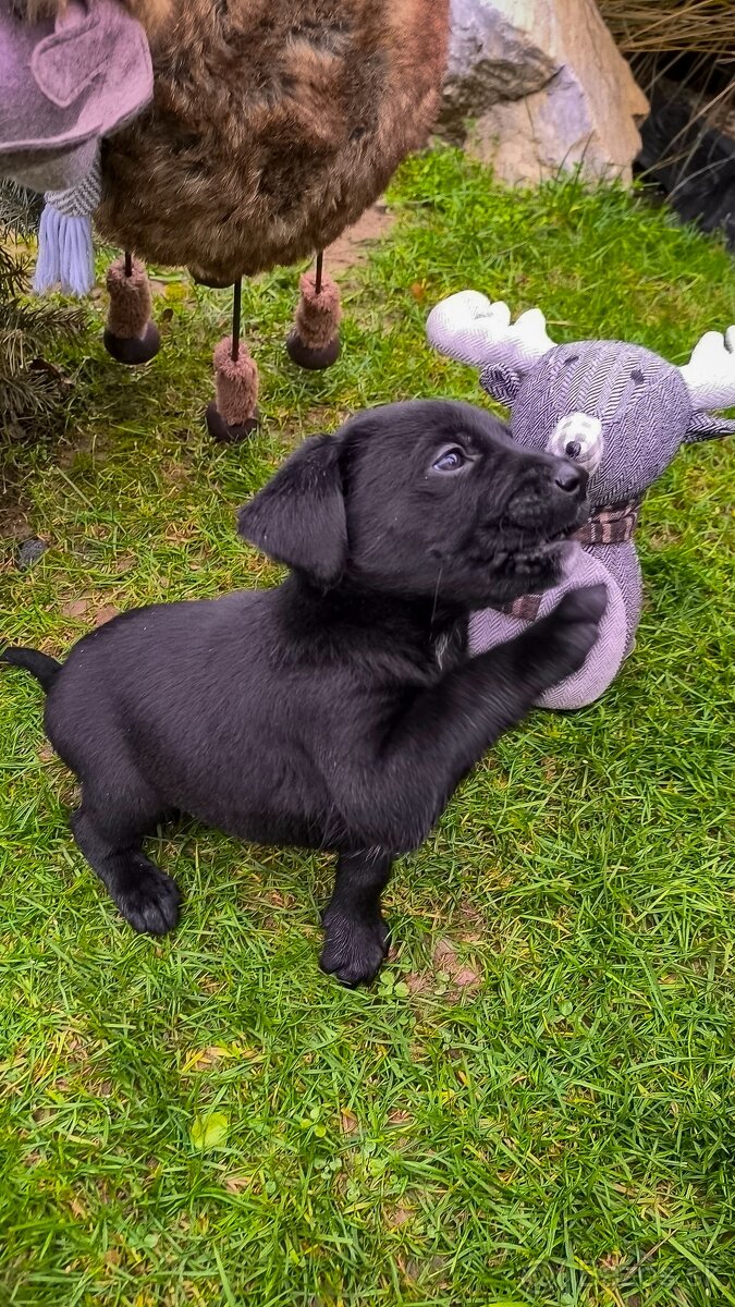 Steniatka Labrador - 6