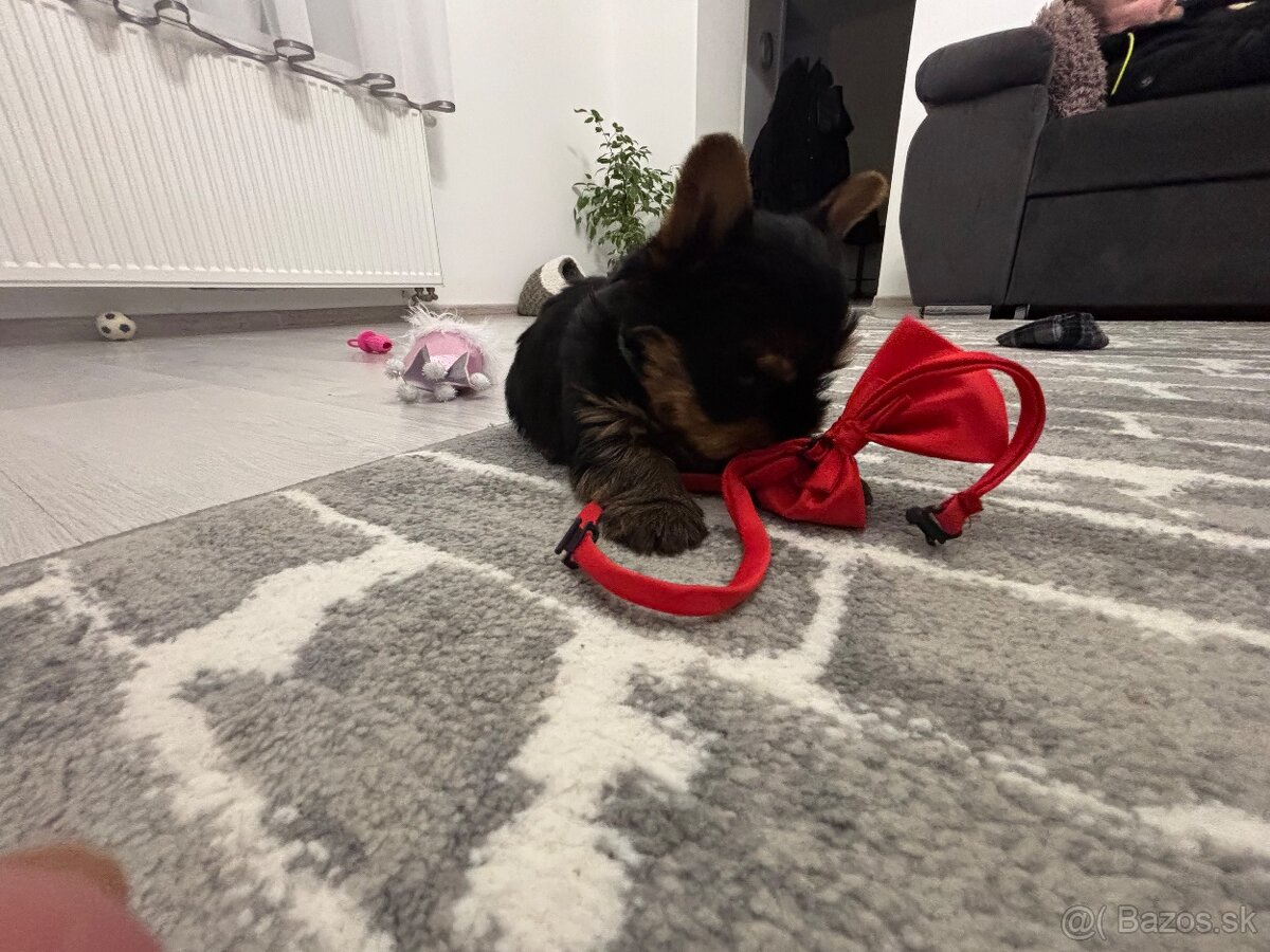 Yorkshirsky terie - 6