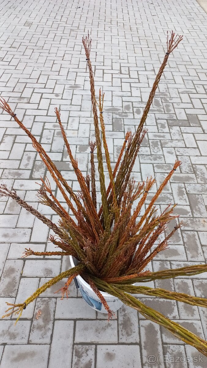 Šibák , korbáč - 6