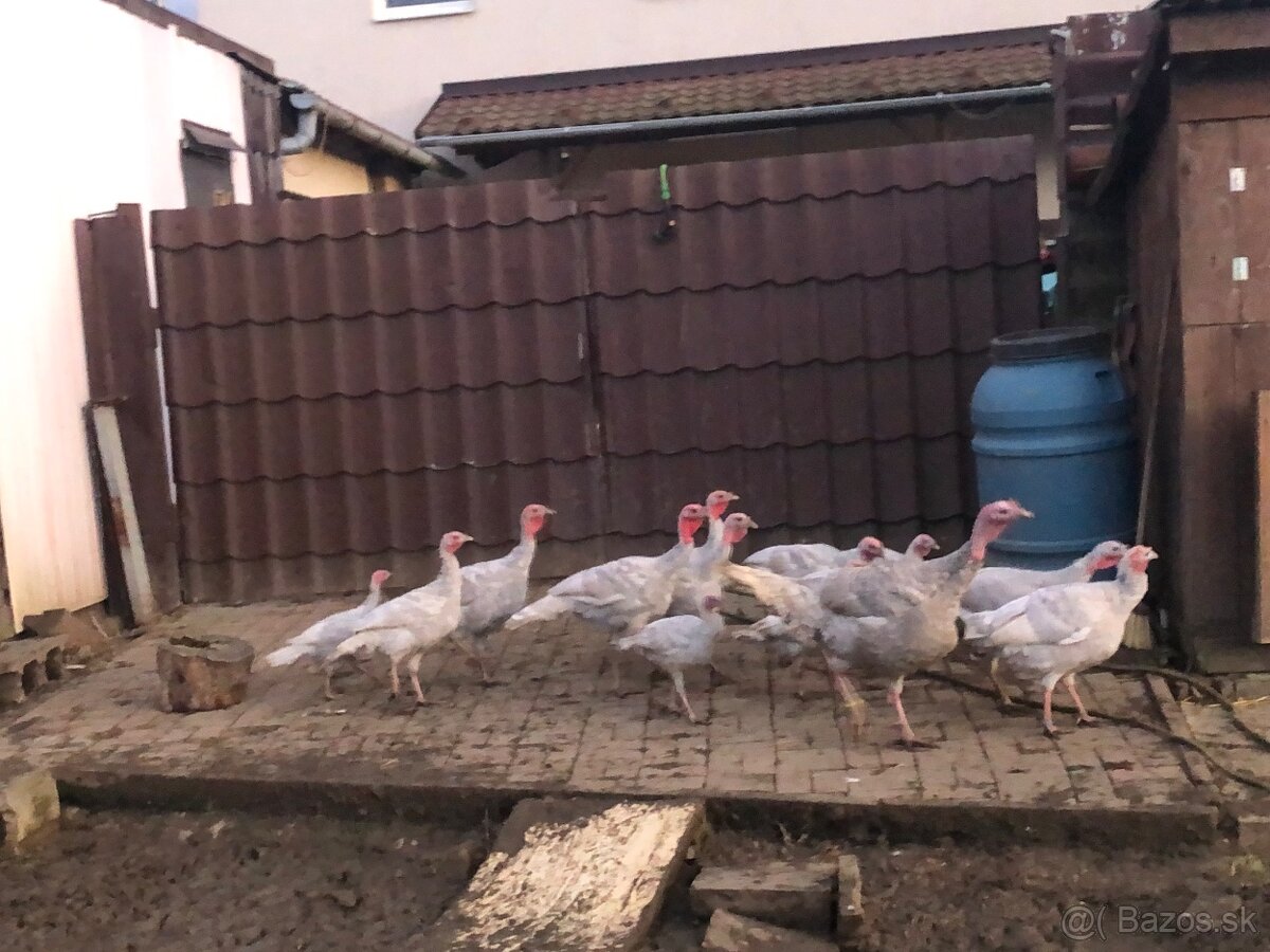 Morka Česká šedá bielolemovaná predaj - 6